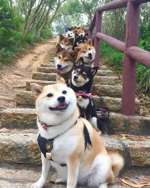 养柴犬是什么体验柴犬的性格和优缺点你知道吗
