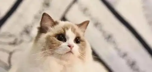 布偶猫在外面瞎搞搞大了肚子,主人愁坏了,小奶猫出世主人才放心

