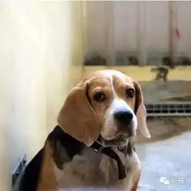被遗弃的宠物,是这样被安乐死的
