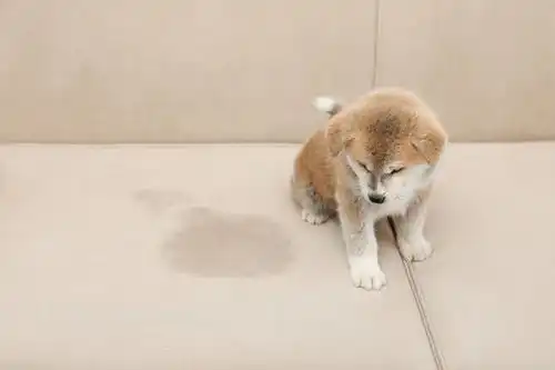 点击来源直接获取大图文件可爱的秋田犬幼犬在沙发上的湿点附近未经训练的狗宠物搞笑宠物高清大图
