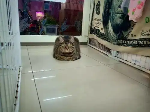 铲屎官家的这只猫,看起来有点正啊
