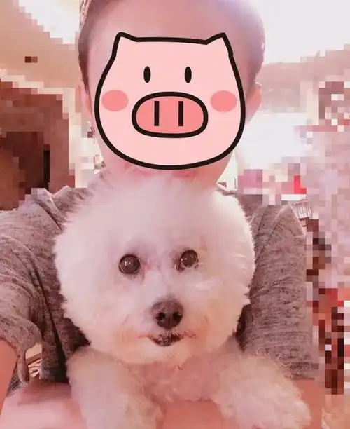 赵丽颖的少女心满满,自拍敷面膜与爱犬合照
