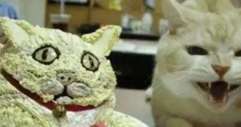 想给猫咪过生日,仪式怎么搞,蛋糕用人吃的可以吗,当然不可以宠物
