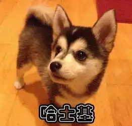 哈士奇已经成功入侵地球了......
