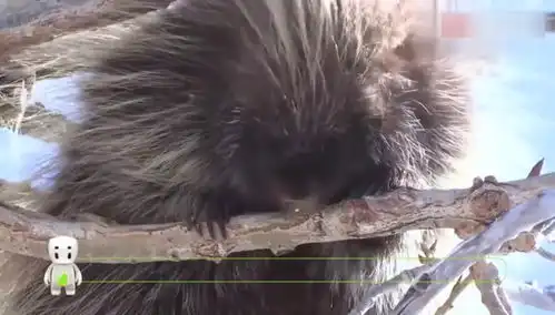 双胞胎恶搞大哥,趁大哥熟睡把豪猪放床上,大哥这反应给多少分
