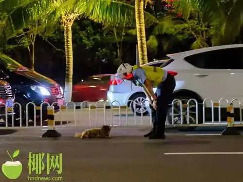 遛狗栓绳入法你遛狗栓绳了吗记者走访海口情况
