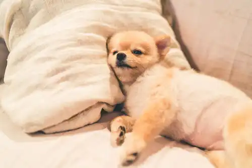 点击来源直接获取大图文件可爱的博美犬睡在床上的枕头上,有留白空间摄影搞笑狗狗高清大图
