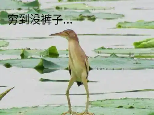 穷到没裤子
