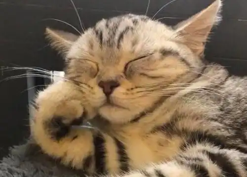 流体动物小猫咪也会落枕奇怪的睡姿,更奇怪的落枕方式
