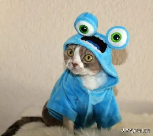 搞笑猫咪图片一箩筐,喵呜
