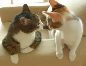 为刺激肥猫减肥,主人带了新伙伴,几个月后的对比照片,网友笑喷了
