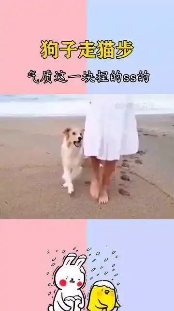 搞笑视频狗子学主人走猫步,气质这一块捏的死死的
