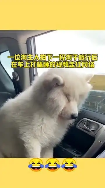 旅游归来车上,狗狗累到打瞌睡,下一秒主人爆笑
