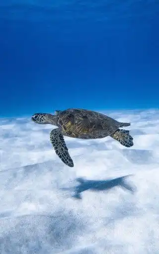 可爱海洋生物海龟图片壁纸
