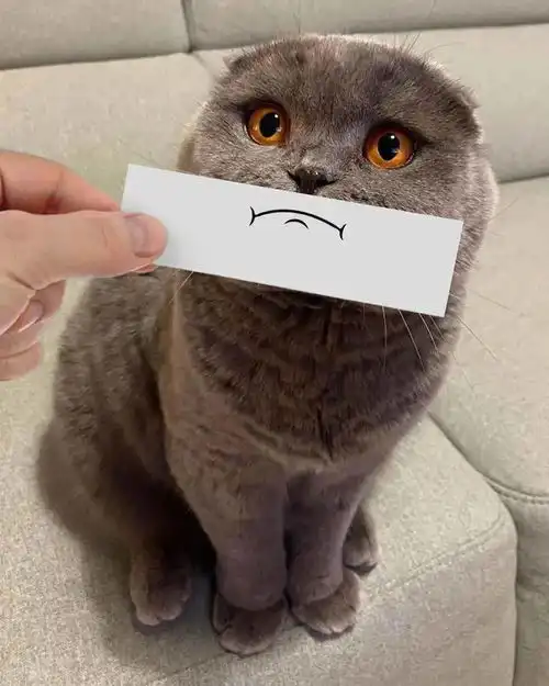 高冷猫主子和表情包之间就差了一张卡通眼睛绘画

