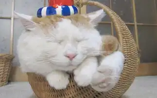 可爱的白色小猫喵星人搞笑卖萌图片
