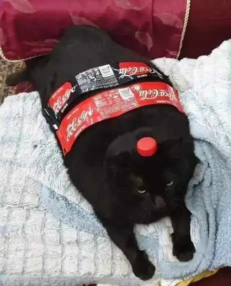 每日沙雕太阳公公不要晒黑我,请晒黑我妈妈的头发
