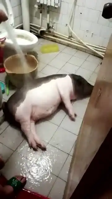 爆笑连一只猪都爱干净,你却说你是精致的猪猪女孩
