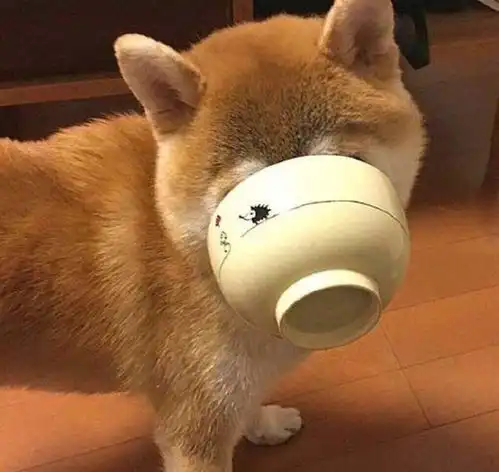 柴犬市场内幕消息过年期间或将涨价
