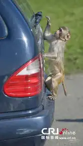 英国威尔特郡小猴子拆除人类的汽车

