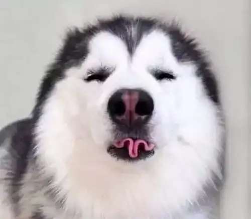 略略略,宠物犯错之后的一大杀招,谁碰上都得原谅
