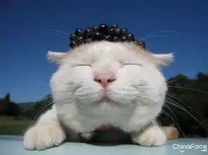 亲们有没有像这种风格的猫咪头像啊就是头特写身子小小的这种
