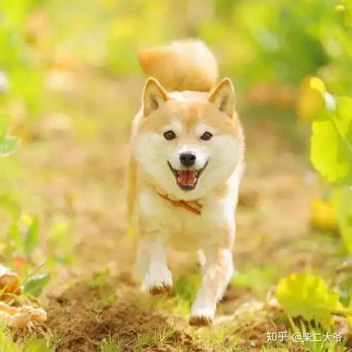 黑柴不是变异哈士奇好吗赤柴也不是土狗这几种颜色都是柴犬
