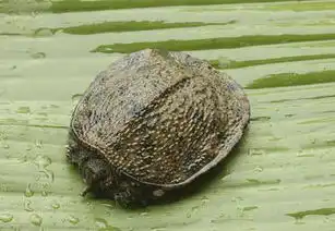 甲鱼洞是什么样子图片
