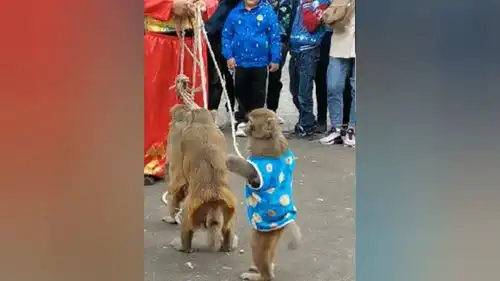 猴子表演耍猴猴哥来了萌宠万物皆有灵性搞笑耍猴艺人猴哥动物的迷惑行为人与动物和谐共处
