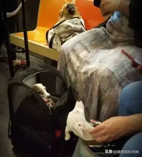 纽约地铁说,只要包里塞得下,就可以带狗,于是主人们都很拼
