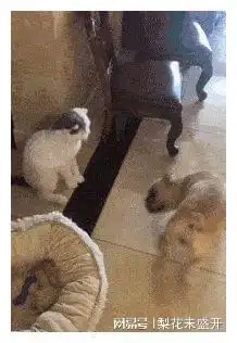 搞笑动态图这是我见过身体最柔软的胖女孩,认真的女孩最美
