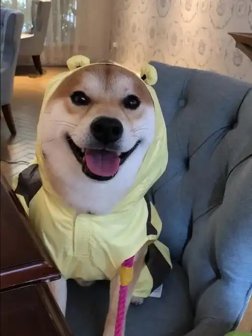你又偷偷wink犯规哦今天分享小蜜蜂妃妃感觉做壁纸挺好玩的哈哈
