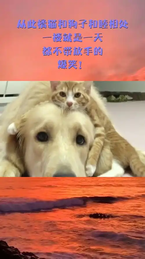 从此橘猫和狗子和睦相处,一搂就是一天,都不带放手的,爆笑
