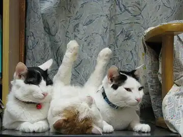 猫咪古怪睡姿大盘点让人心痒难耐
