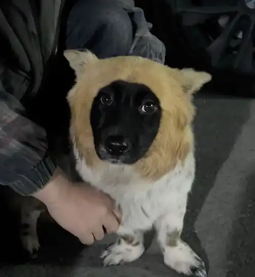 这绝对是全世界独一无二的狗那些让人笑到肚子疼的搞笑图片
