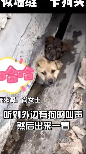 场面太好笑问君能有几多愁恰似墙缝卡狗头
