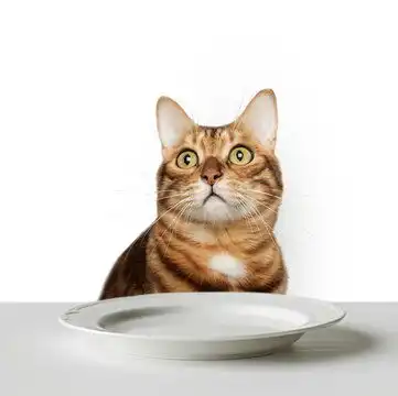 点击来源直接获取大图文件白色背景上一只饥饿的猫的有趣肖像摄影搞笑猫猫高清大图

