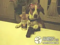 那些抽烟嗜酒的动物们演绎生活趣味百态
