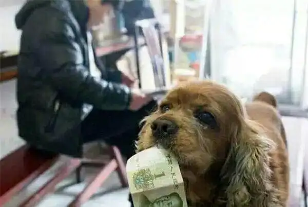 狗狗嘴里叼着钱走街串巷,走进一个破旧的巷子里,猜猜看它要干嘛
