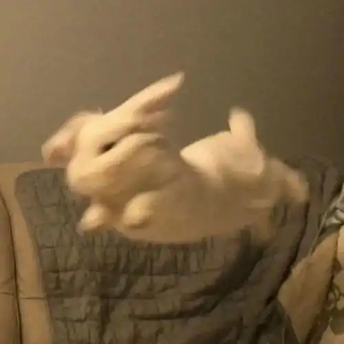 可可爱爱搞怪的头像
