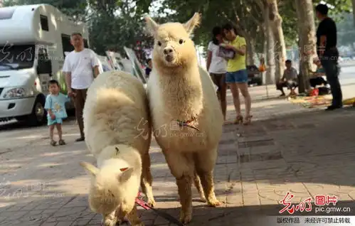 河南安阳市民花费12万元买草泥马当爱宠
