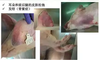 如何正确认识及防控非洲猪瘟病症图集

