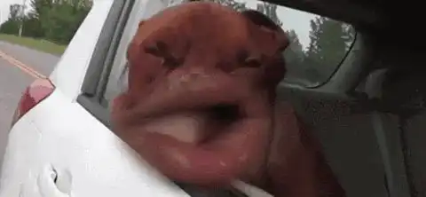搞笑gif趣图原来我们以前学过的英语这么污吗英语我脏了
