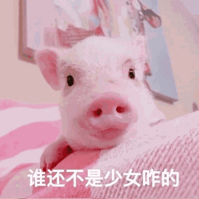 你是我的掌上明猪表情包哪里有你是我的掌上明猪表情包大全
