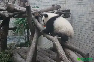 妈宝圆仔上班才3天就倦勤3度企图逃回栏舍

