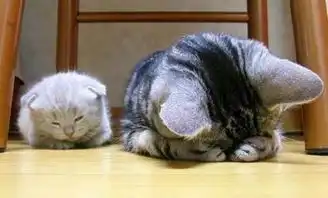 高分求两张捂脸趴着的猫的照片
