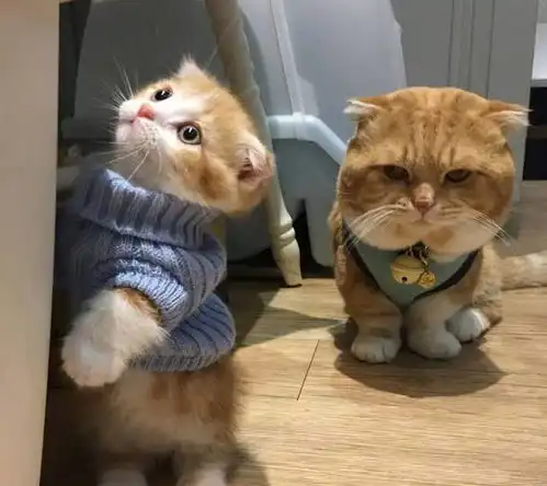 橘猫旁边的猫是不是从乡下来的啊6张爆笑的猫咪囧图太萌了

