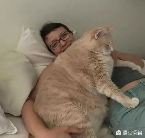 34斤肥猫堪称全网最胖,心酸减肥一月瘦5斤,结果下月又反弹了
