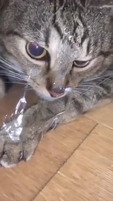 搞笑小猫自己嘚瑟怨不得别人
