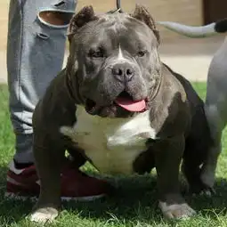 恶霸犬,一只憨厚老实的黑社会
